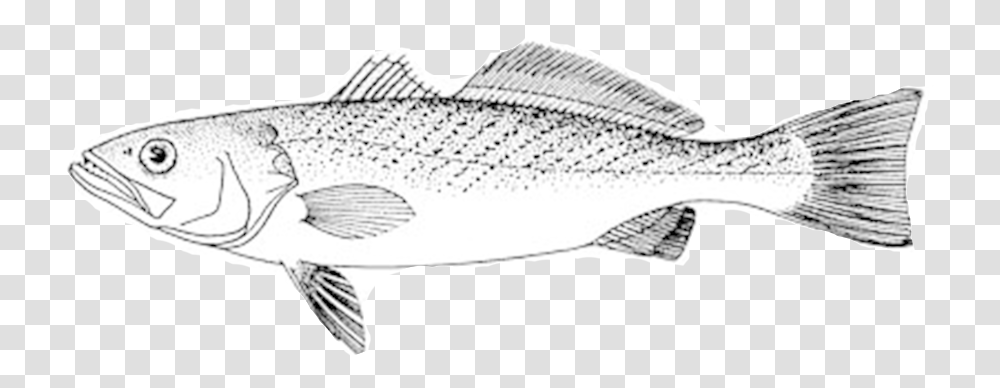 Eat Like A Fish Citizen Scientist Access - Eating With The Cod Fish Line Drawings, Animal, Sea Life, Perch Transparent Png