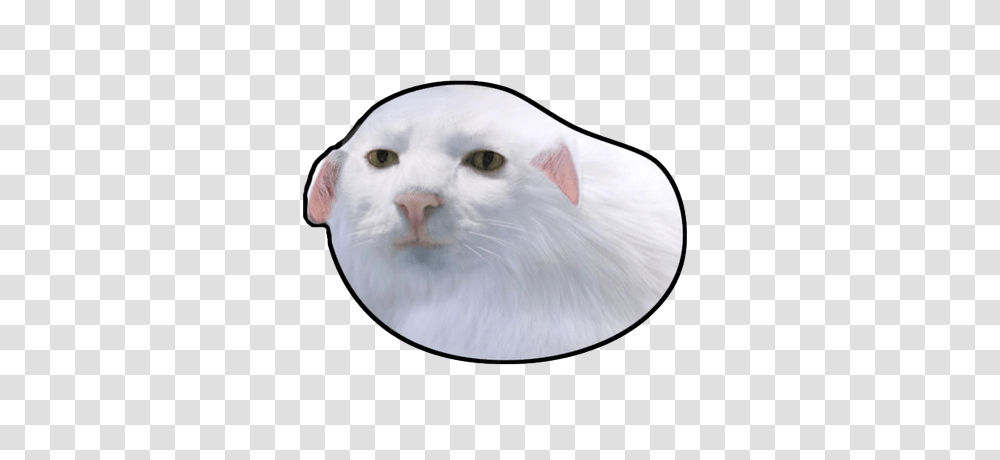 Eat The Booty Like Ratatouille On Twitter Look How Dope This, Angora, Cat, Pet, Mammal Transparent Png