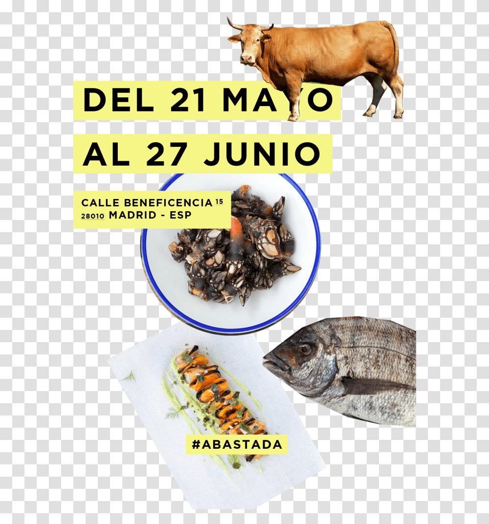 Eating In Madrid Norah Vincent, Cow, Cattle, Mammal, Animal Transparent Png