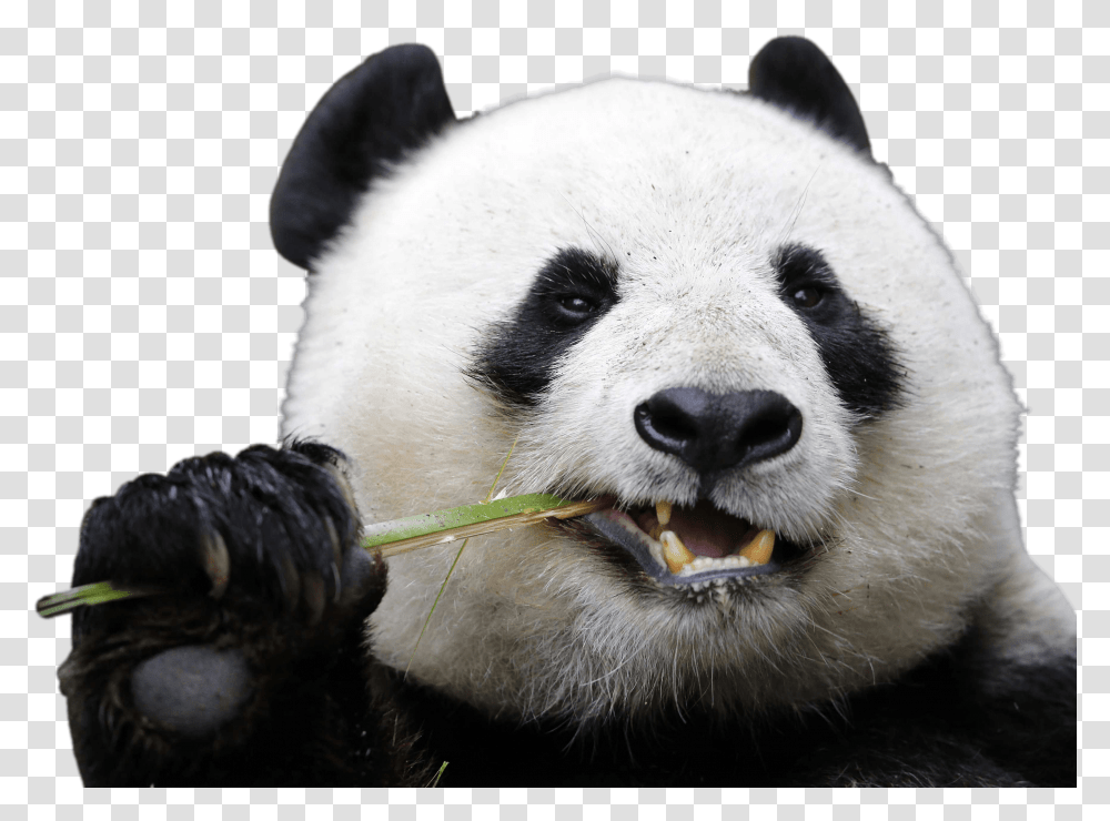 Eating Panda Panda, Giant Panda, Bear, Wildlife, Mammal Transparent Png
