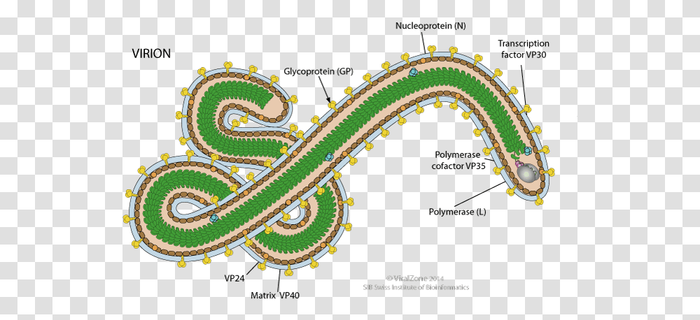 Ebola Viruspng Silverbirdtv Ebola Virus Structure, Pattern, Graphics, Art, Necklace Transparent Png
