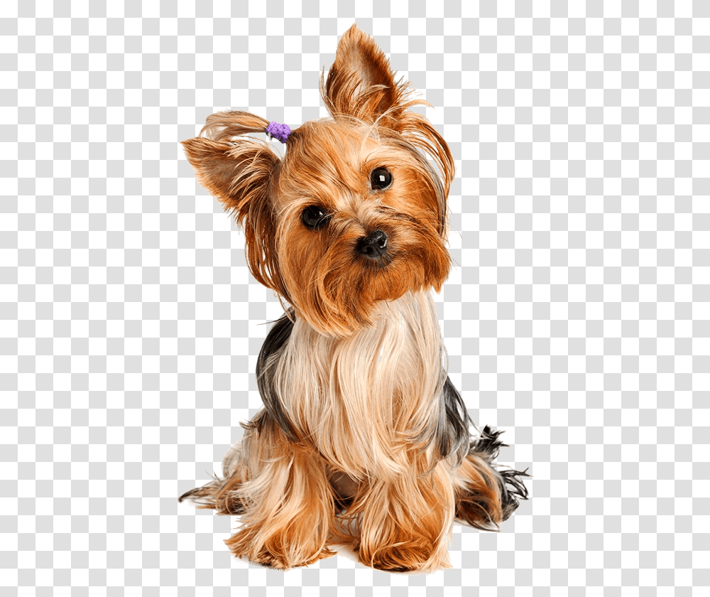 Ebook Yorkie Yorkshire Terrier, Dog, Pet, Canine, Animal Transparent Png