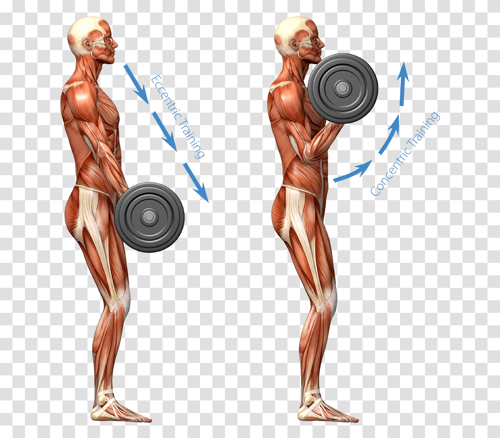 Eccentric Training Image Muscular System Working Out, Person, Sport, Fitness, Female Transparent Png