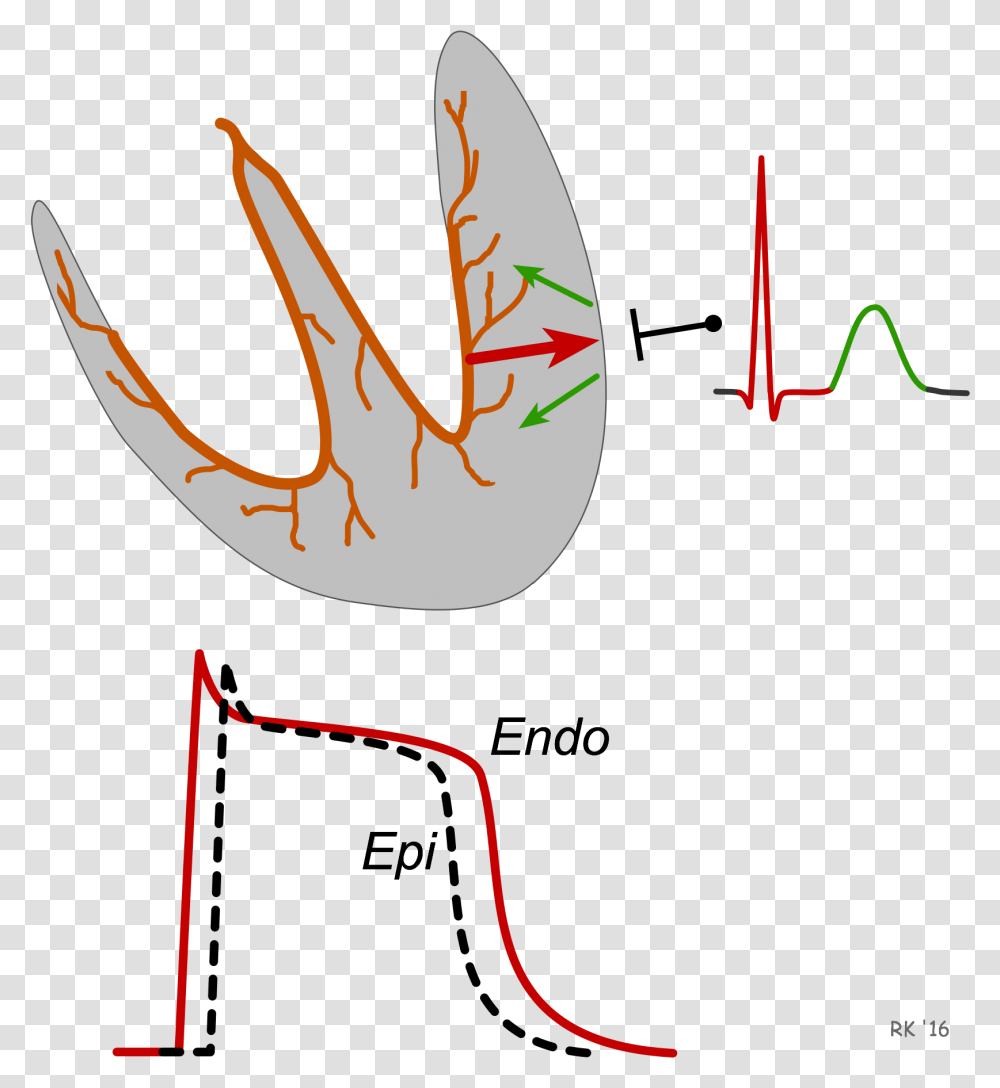 Ecg T Wave Formation T Wave Repolarization, Outdoors, Nature, Hook Transparent Png