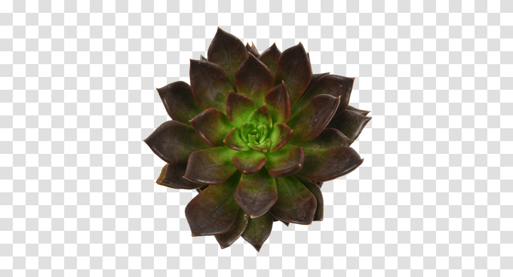 Echeveria Black Prince Succulent Plant Gardening, Potted Plant, Vase, Jar, Pottery Transparent Png