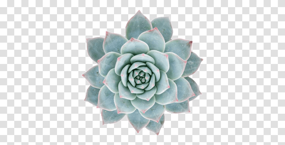 Echeveria Blue Bird Echeveria Drawing, Rose, Flower, Plant, Blossom Transparent Png