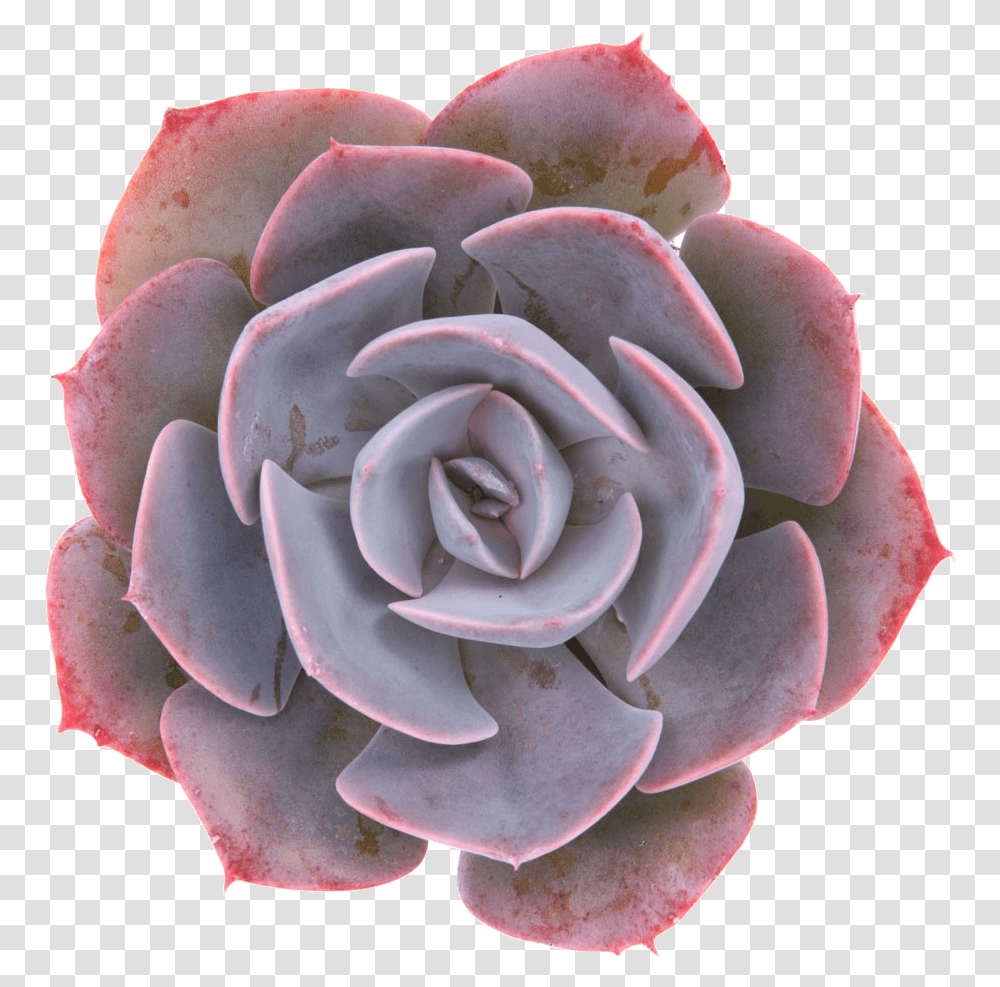 Echeveria Dusty Rose, Flower, Plant, Potted Plant, Vase Transparent Png