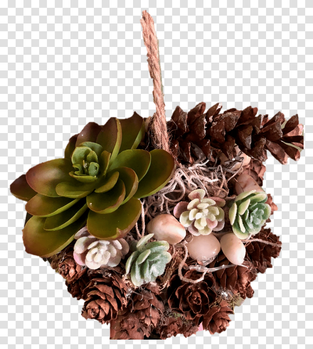 Echeveria, Plant, Fungus, Vase, Jar Transparent Png