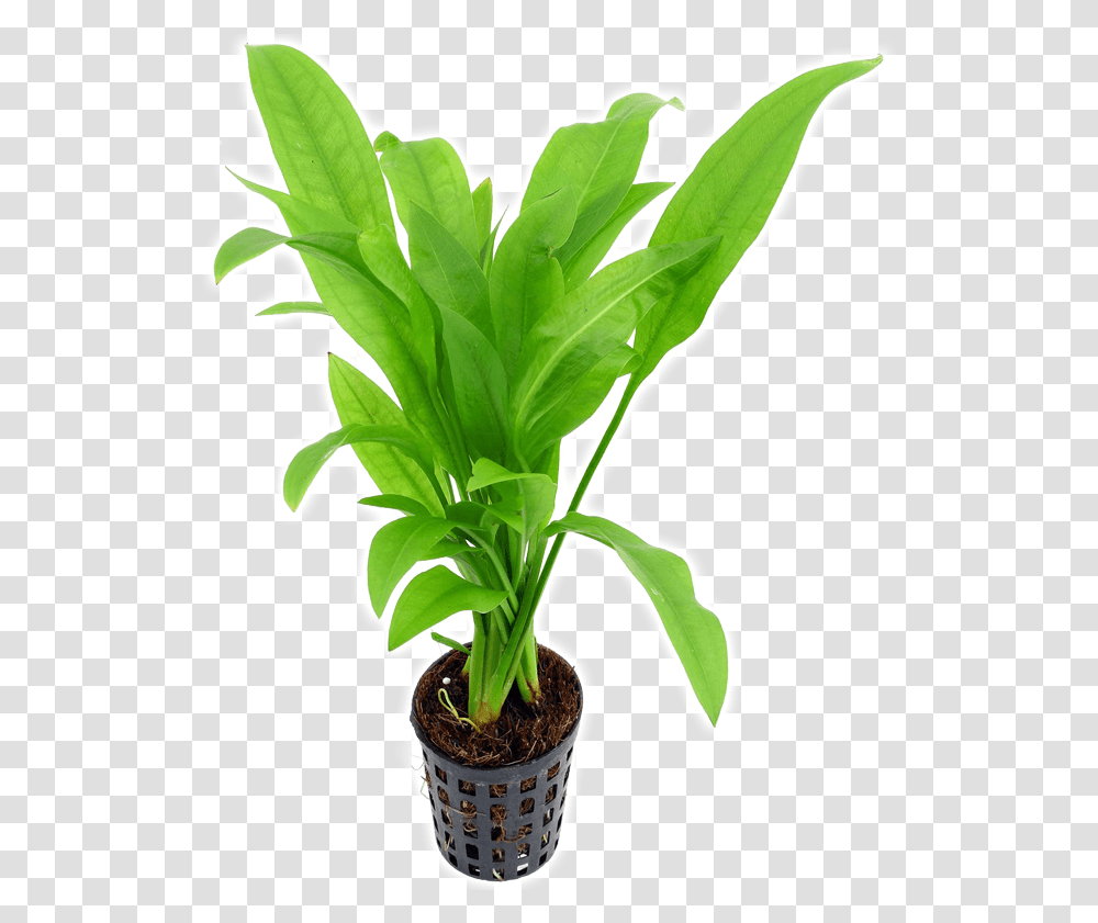 Echinodorus Amazon Sword Houseplant, Leaf, Palm Tree, Arecaceae Transparent Png