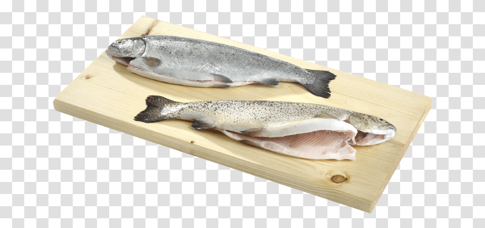 Eciens Seafood Trout Gutted Touladi, Fish, Animal, Coho, Sea Life Transparent Png