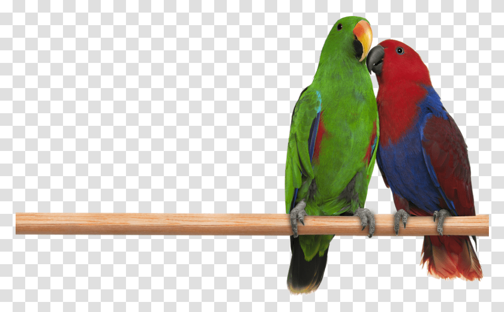 Eclectus Parrot Male And Female Parrot, Bird, Animal, Parakeet, Macaw Transparent Png