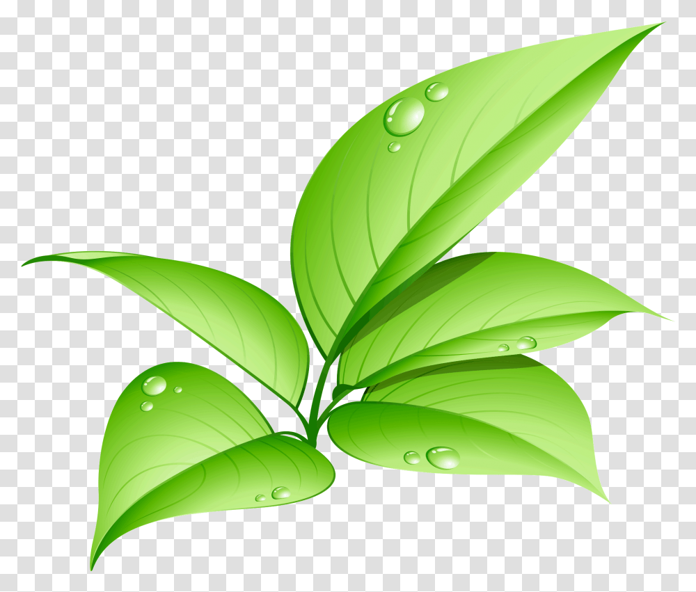 Eco Friendly Led Bulb, Leaf, Plant, Green, Vase Transparent Png