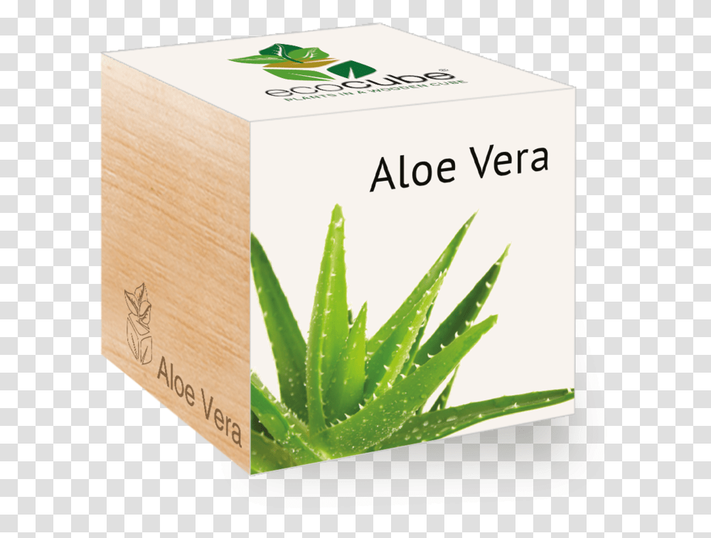 Ecobox Aloe Vera, Plant, Herbal, Herbs, Planter Transparent Png