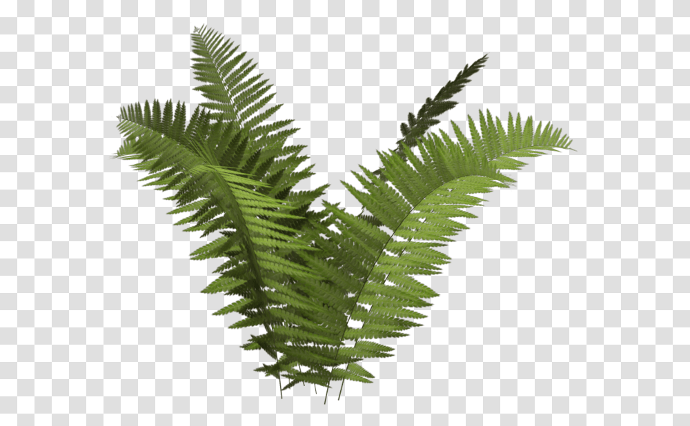 Ecology Clipart Background Fern, Plant, Leaf, Bird, Animal Transparent Png