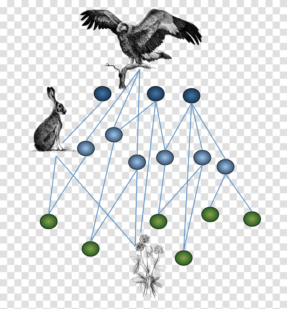 Ecology Ecological Networks, Chandelier, Lamp, Animal, Bird Transparent Png