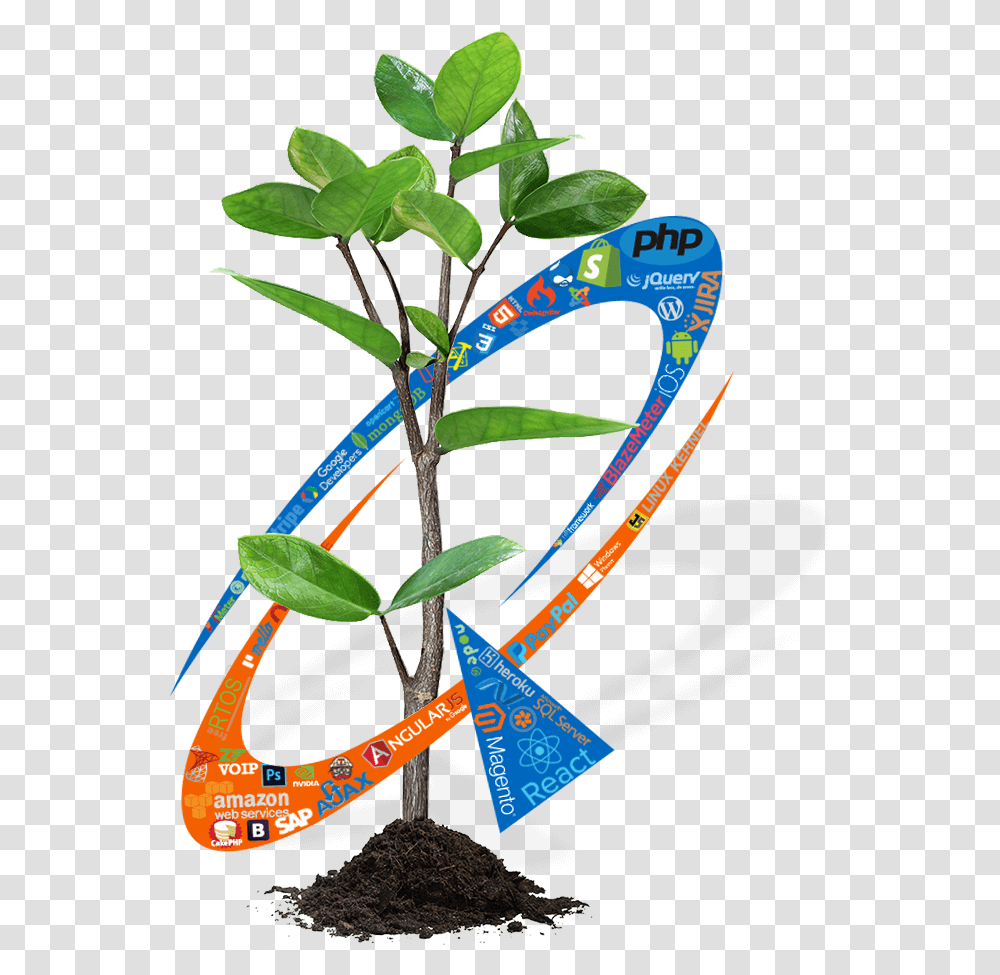 Ecommerce Website Design And Development Mobile App Young Tree, Plant, Leaf, Flower, Annonaceae Transparent Png