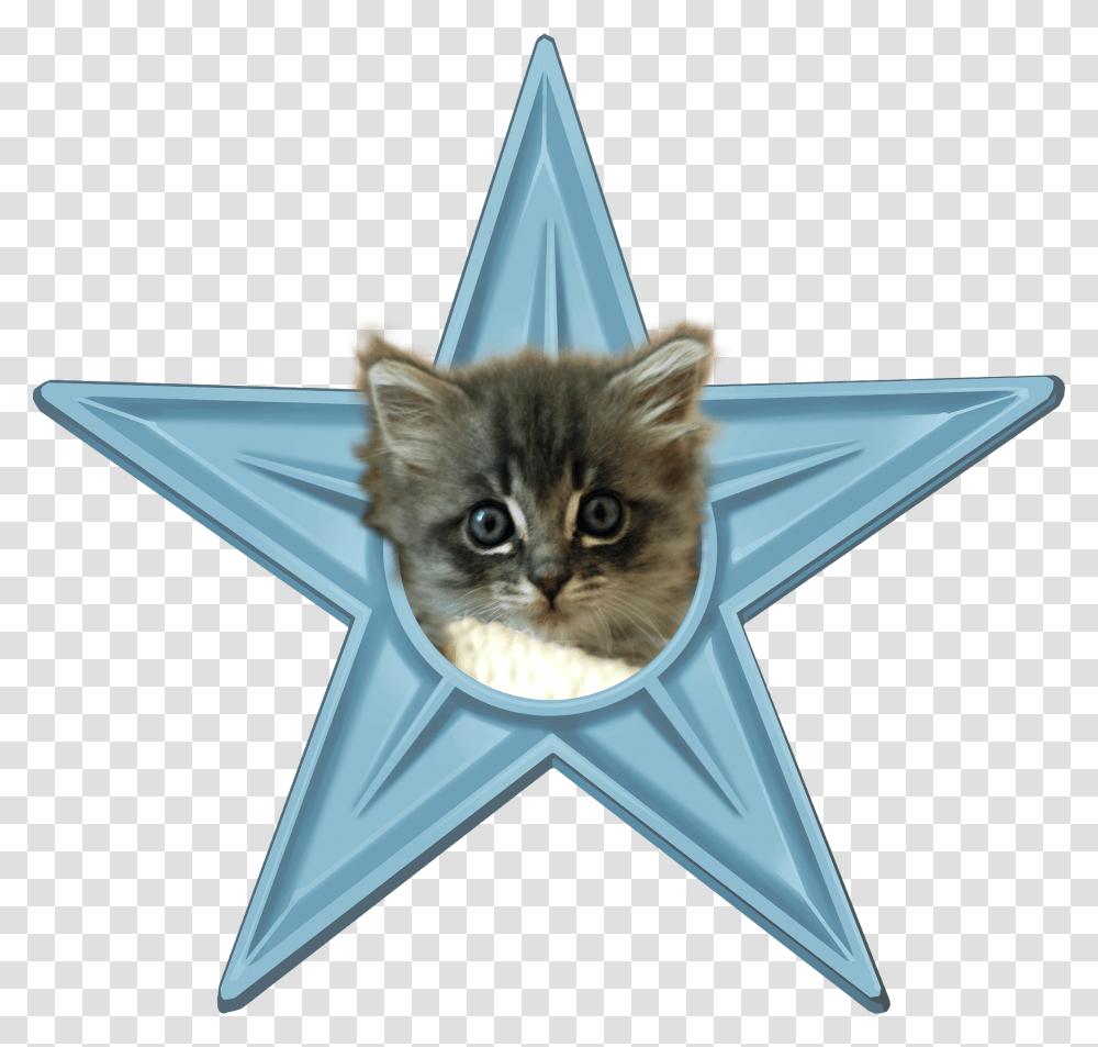 Economics In Our Daily Life, Star Symbol, Cat, Pet Transparent Png