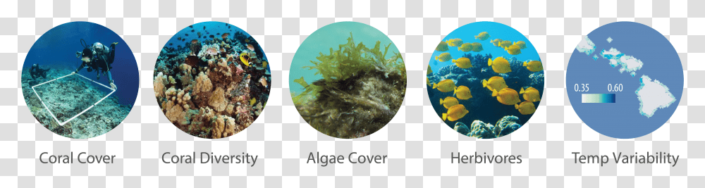 Ecosystem Indicators For Hawaii Laver, Plant, Algae, Sea Life, Animal Transparent Png