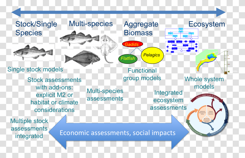 Ecosystem Model, Fish, Animal, Text, Word Transparent Png