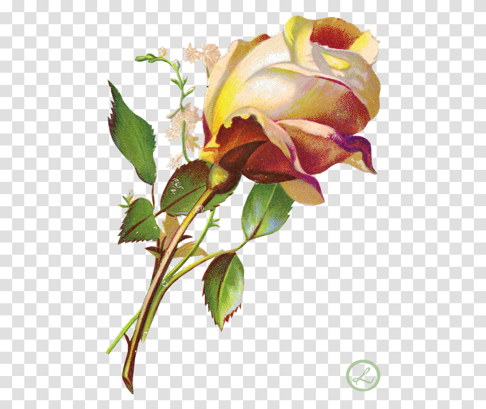 Ecstasy Crafts 3 D Precut Sheet Klipart Cveti, Plant, Rose, Flower, Blossom Transparent Png