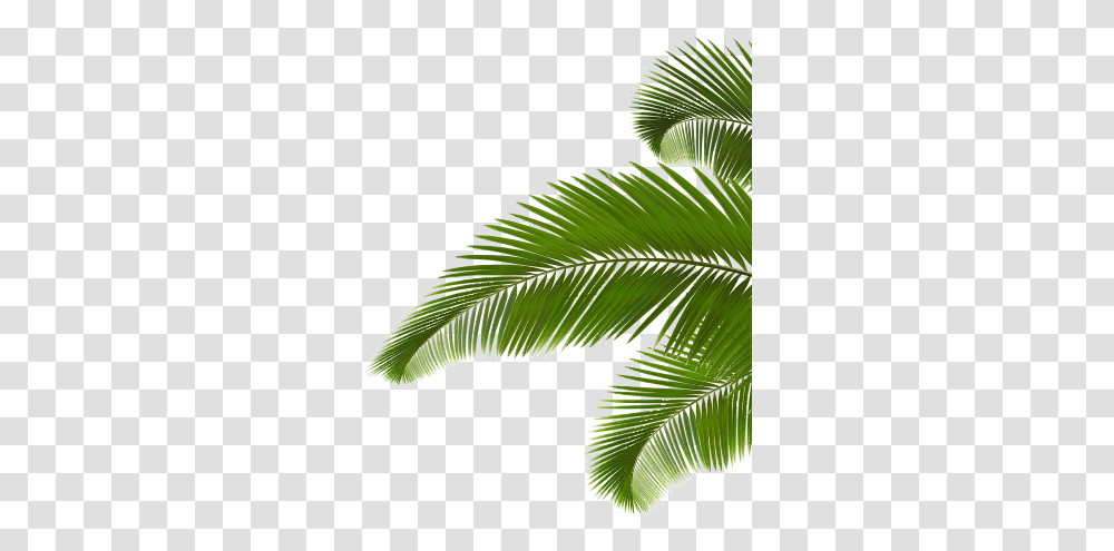 Ed 10 V74 Images Palm Branch Coconut Leaves, Leaf, Plant, Green, Brush Transparent Png