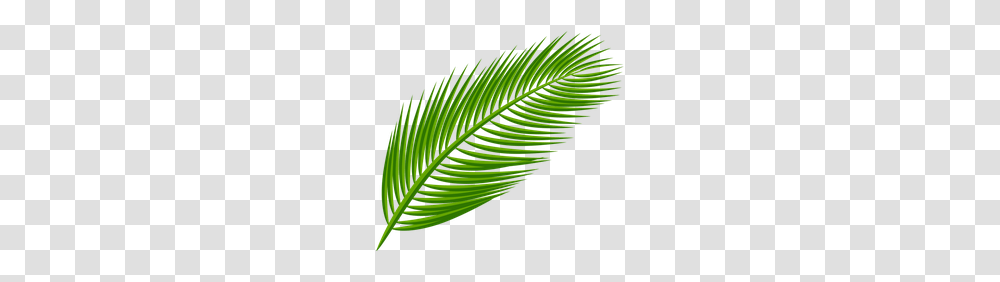 Ed Images Palm Branch, Leaf, Plant, Green, Fern Transparent Png