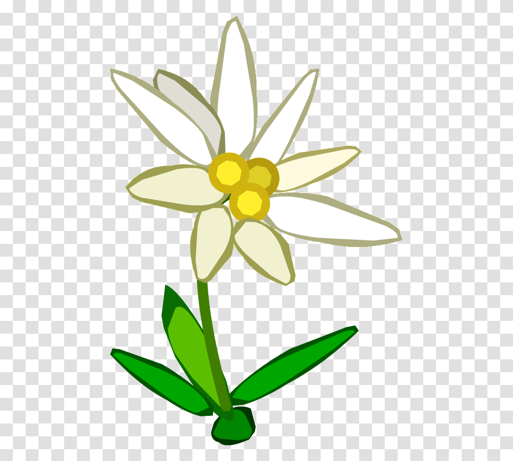 Edelweiss Edelweiss Clipart, Plant, Flower, Blossom, Daffodil Transparent Png