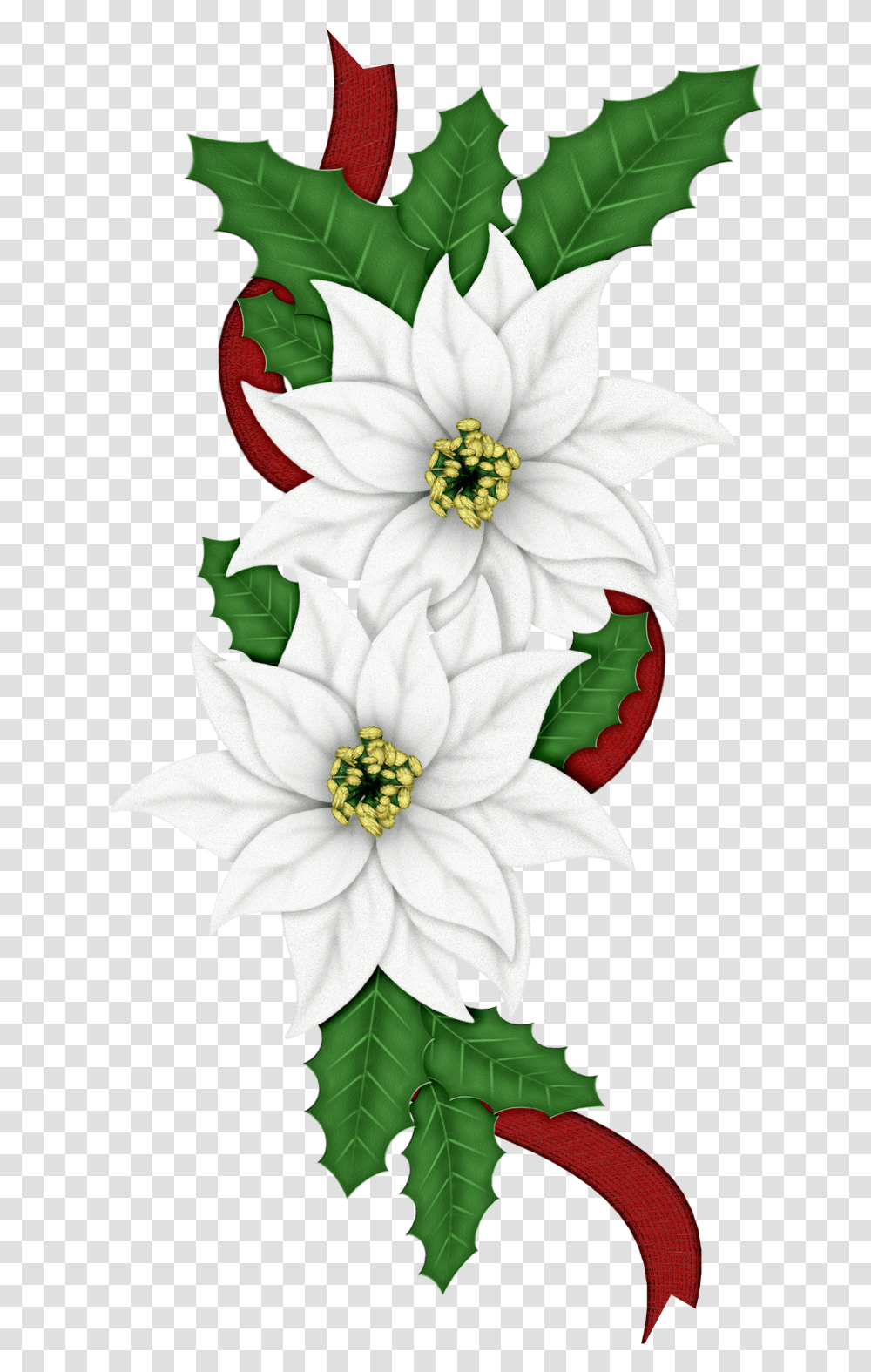 Edelweiss Flower Images Free Download Christmas Edelweiss, Plant, Pattern, Floral Design, Graphics Transparent Png