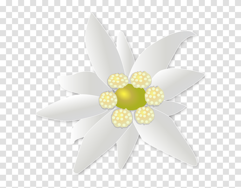 Edelweiss, Nature, Lamp, Daisy, Flower Transparent Png