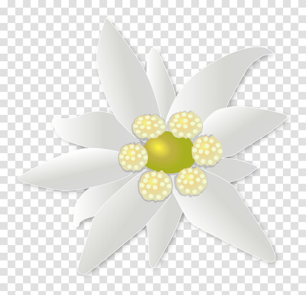 Edelweiss, Nature, Lamp, Plant, Flower Transparent Png