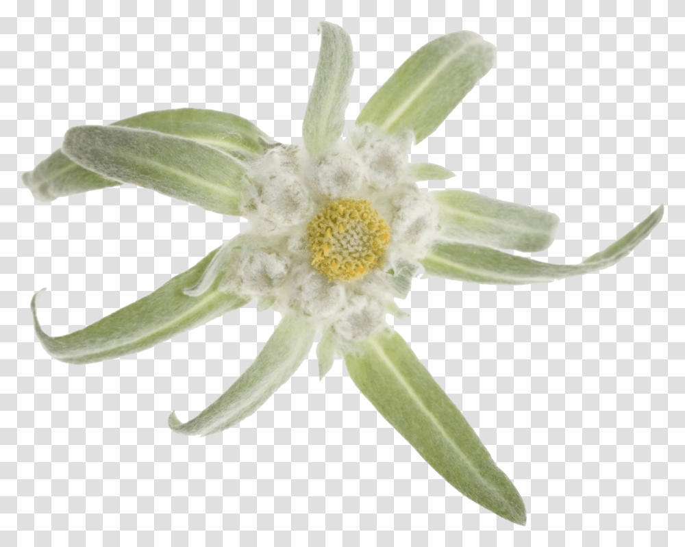 Edelweiss, Nature, Plant, Anther, Flower Transparent Png