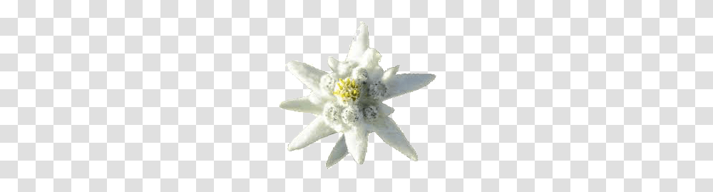 Edelweiss, Nature, Plant, Flower, Blossom Transparent Png