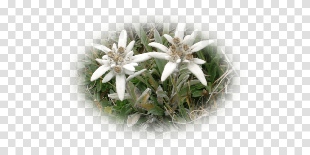 Edelweiss, Nature, Plant, Flower, Blossom Transparent Png