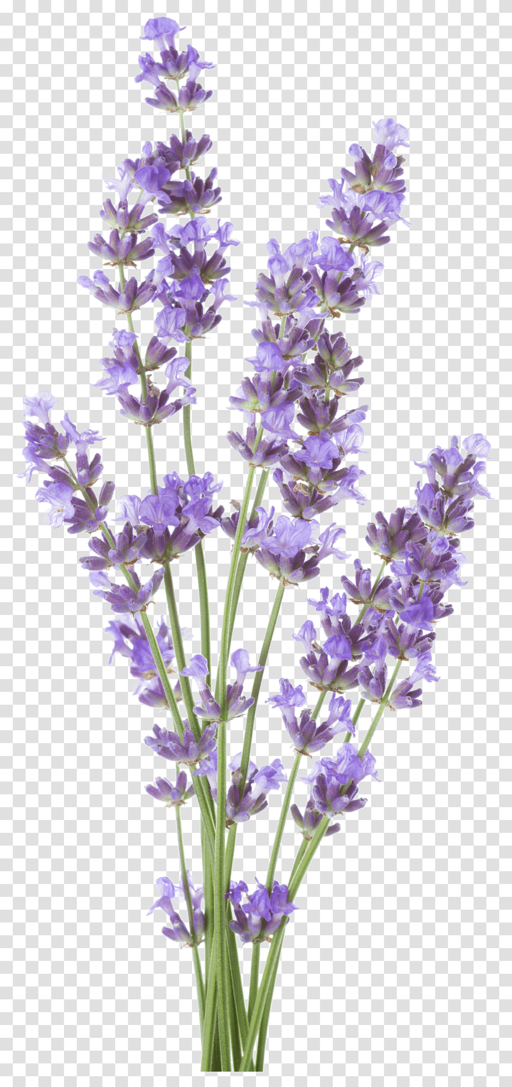 Edible Flowers Background Lavender Transparent Png