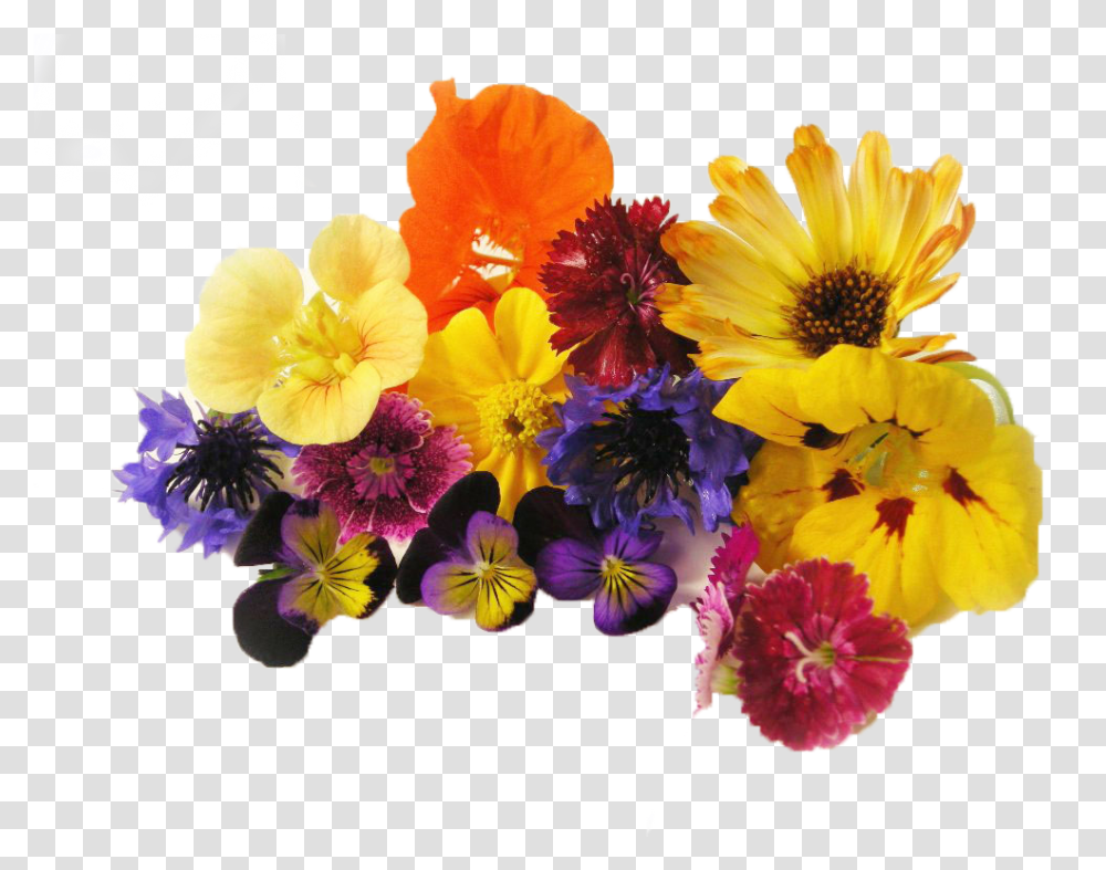 Edible Flowers, Plant, Blossom, Geranium, Daisy Transparent Png