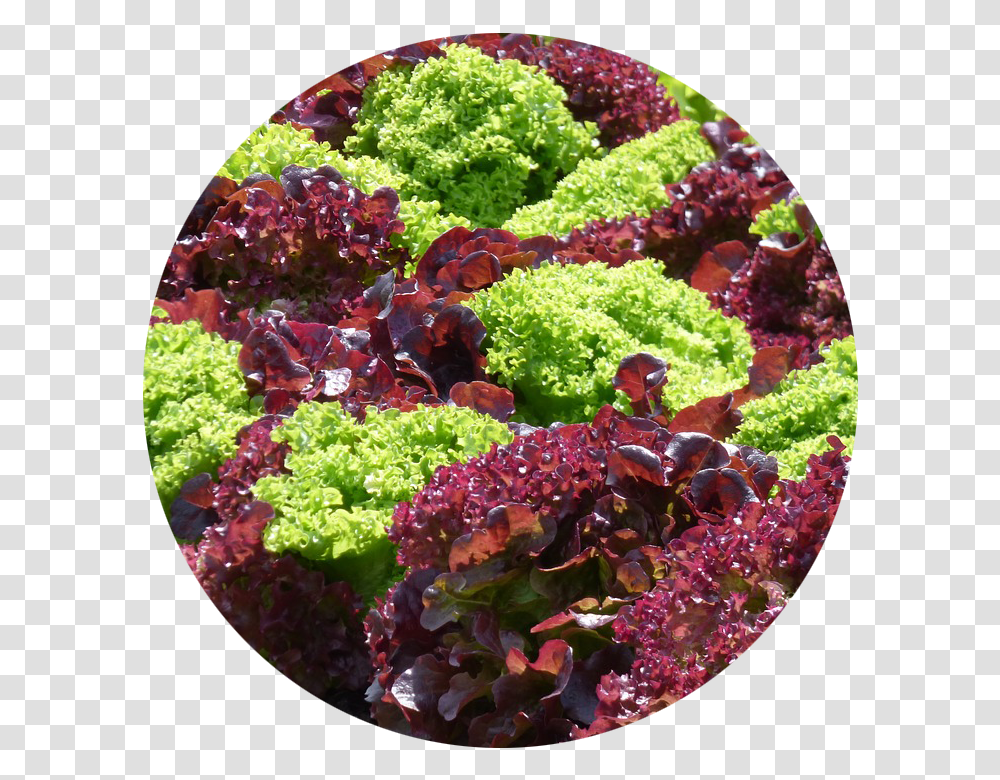 Edible Landscaping Fruta Con Letra Ll, Plant, Kale, Cabbage, Vegetable Transparent Png