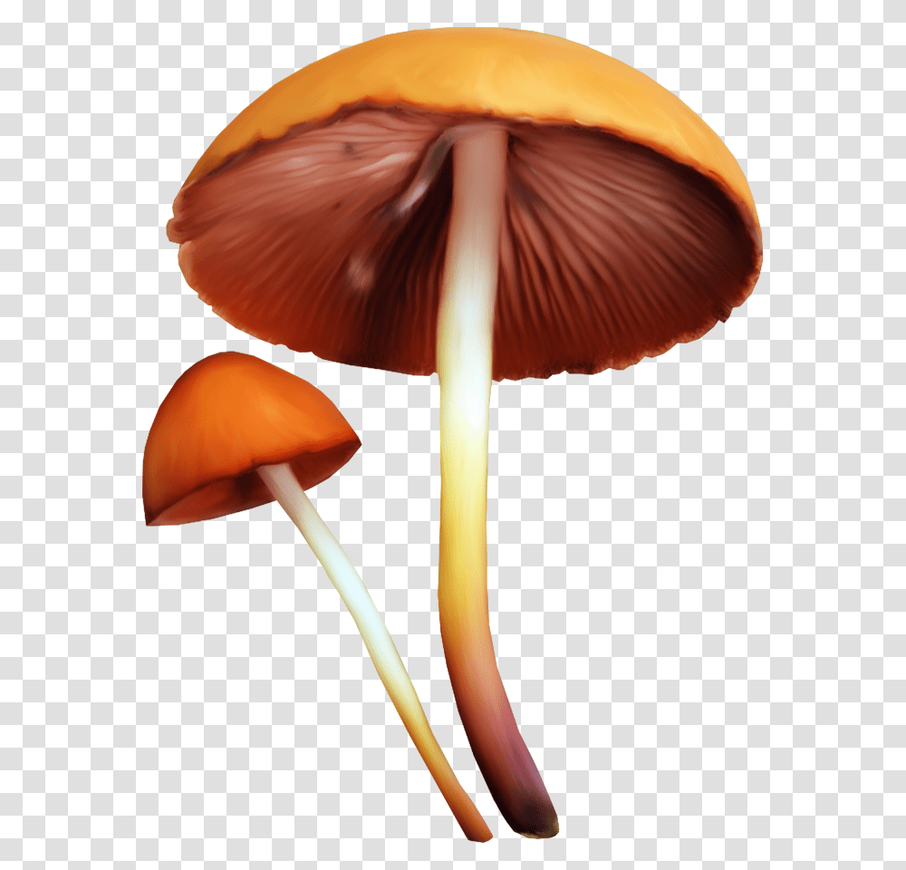Edible Mushroom Fungus Clip Art Mushroom, Plant, Agaric, Amanita, Lamp Transparent Png