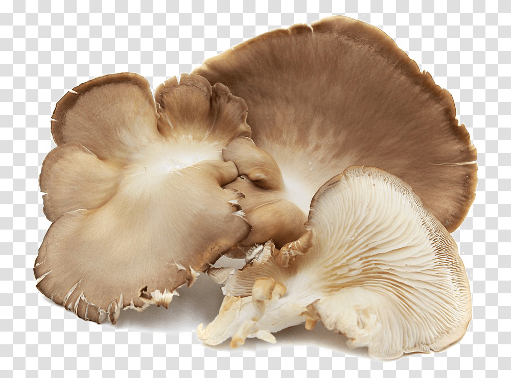 Edible Mushroom Image Background Oyster Mushrooms In Spanish, Fungus, Plant, Amanita, Agaric Transparent Png