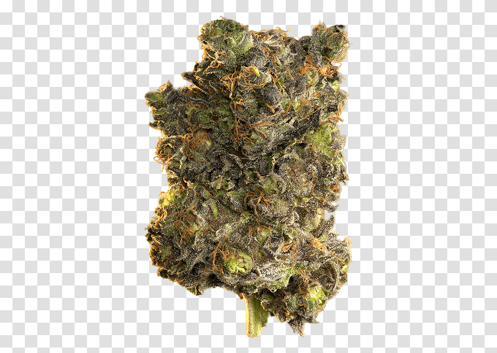 Edison Blue Velvet Cannabis, Plant, Moss, Weed, Grass Transparent Png