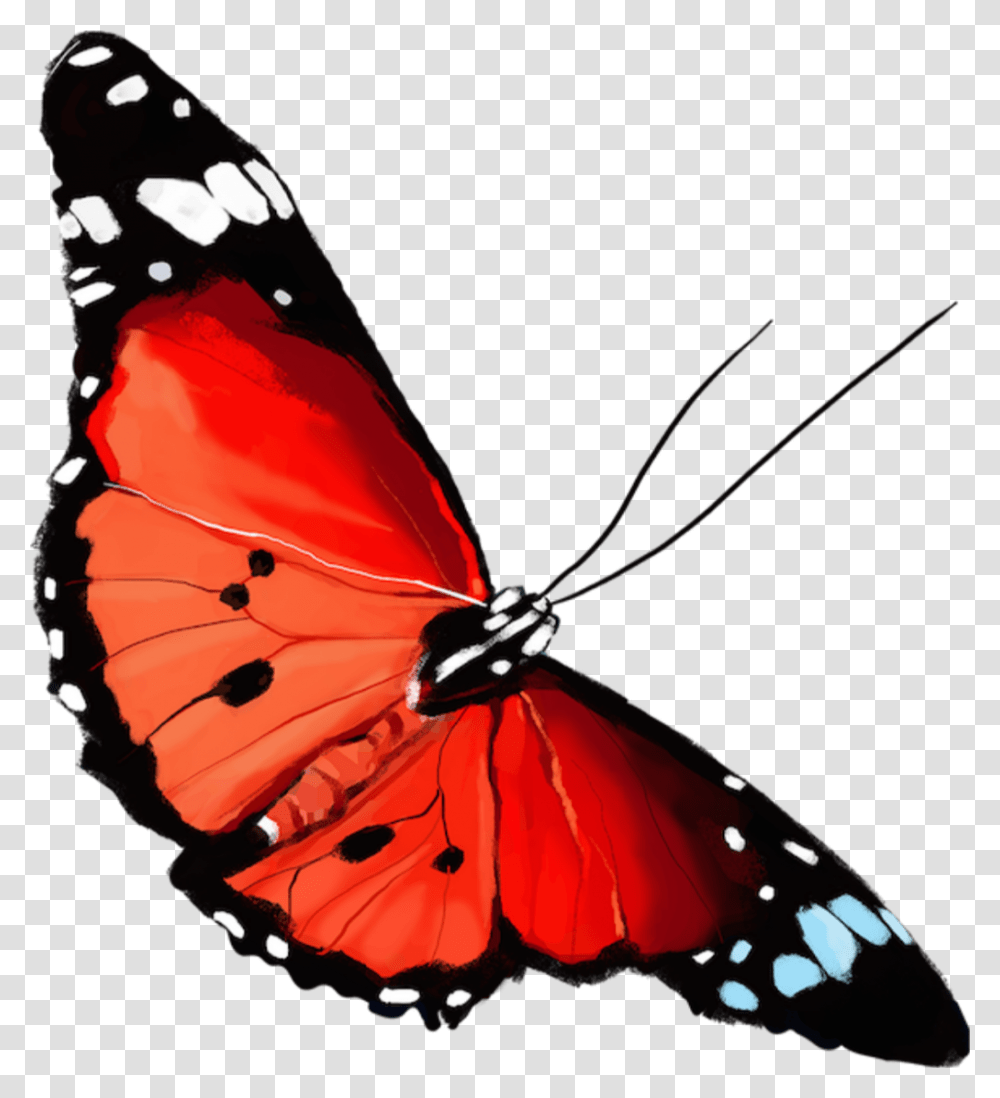 Edit Flowers Noce Brush Footed Butterfly, Insect, Invertebrate, Animal Transparent Png