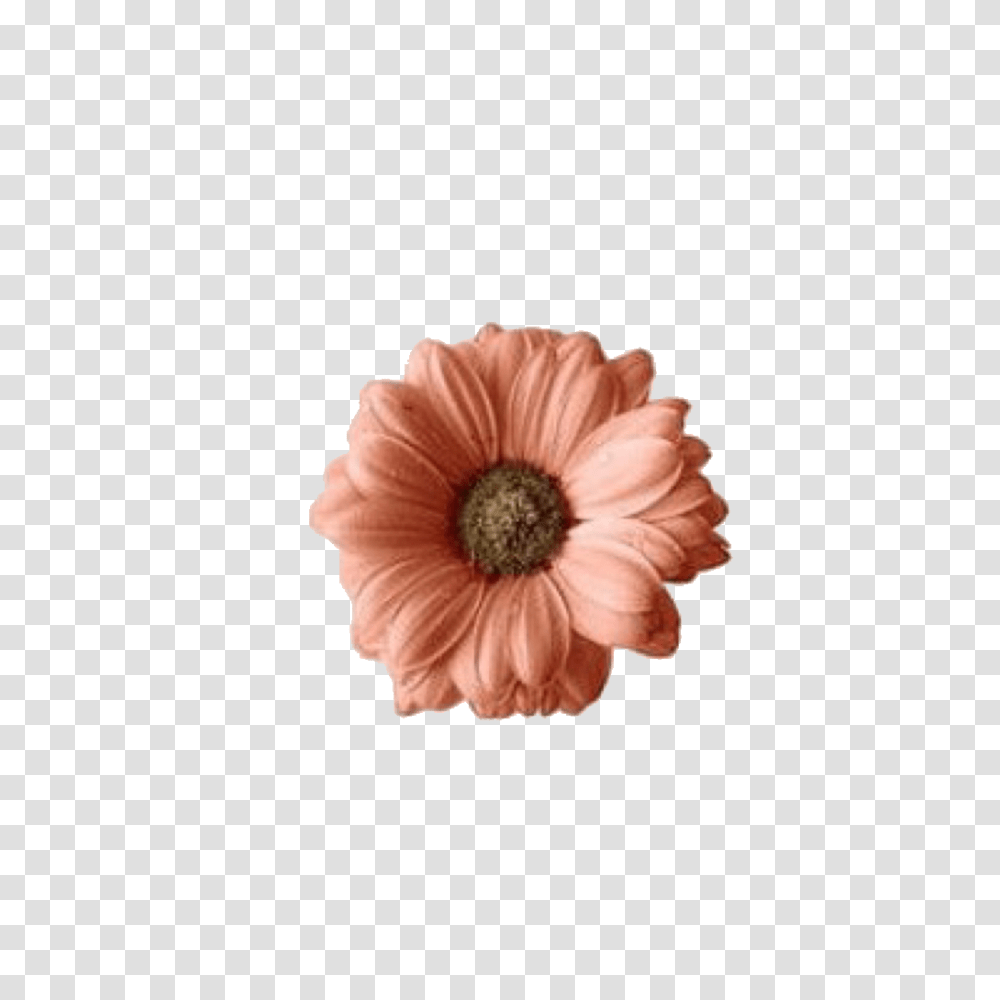 Edit Overlay Edits Overlays, Plant, Flower, Blossom, Daisy Transparent Png