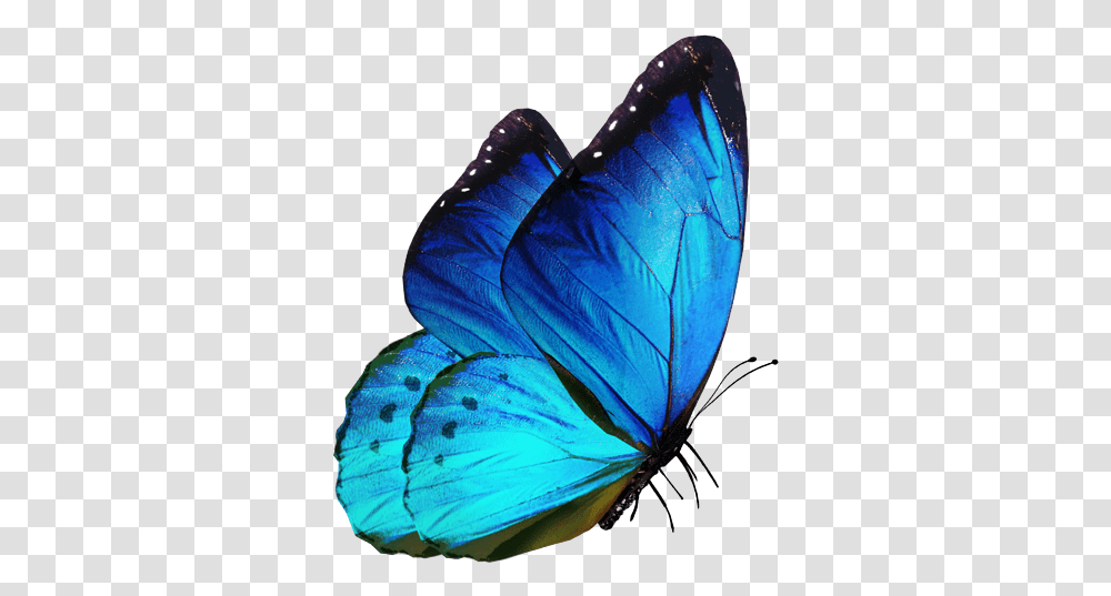 Editing Butterfly Download Butterfly For Editing, Insect, Invertebrate, Animal Transparent Png
