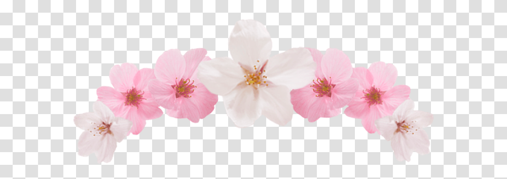 Editing Cute Pngs Bnw And Edit Impatiens, Plant, Flower, Blossom, Anther Transparent Png
