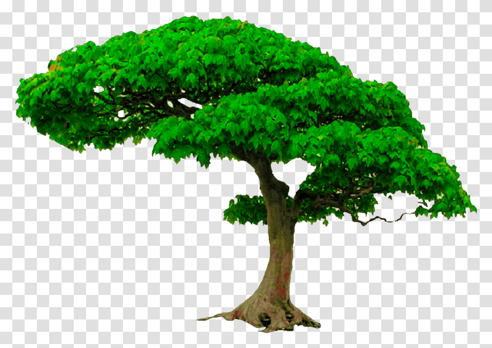 Editing Files In Photoshop Picture Bonsai Tree, Potted Plant, Vase, Jar, Pottery Transparent Png