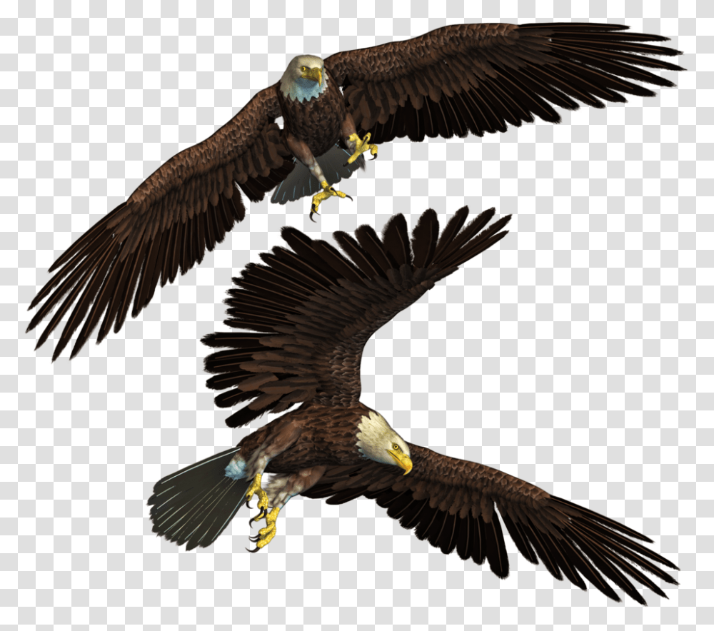 Editing Images For Photoshop, Eagle, Bird, Animal, Bald Eagle Transparent Png