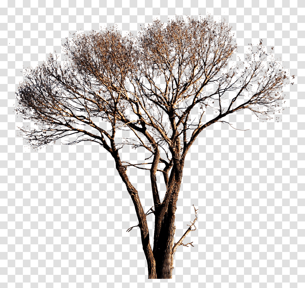 Editing Material For Photoshop, Tree, Plant, Tree Trunk, Oak Transparent Png