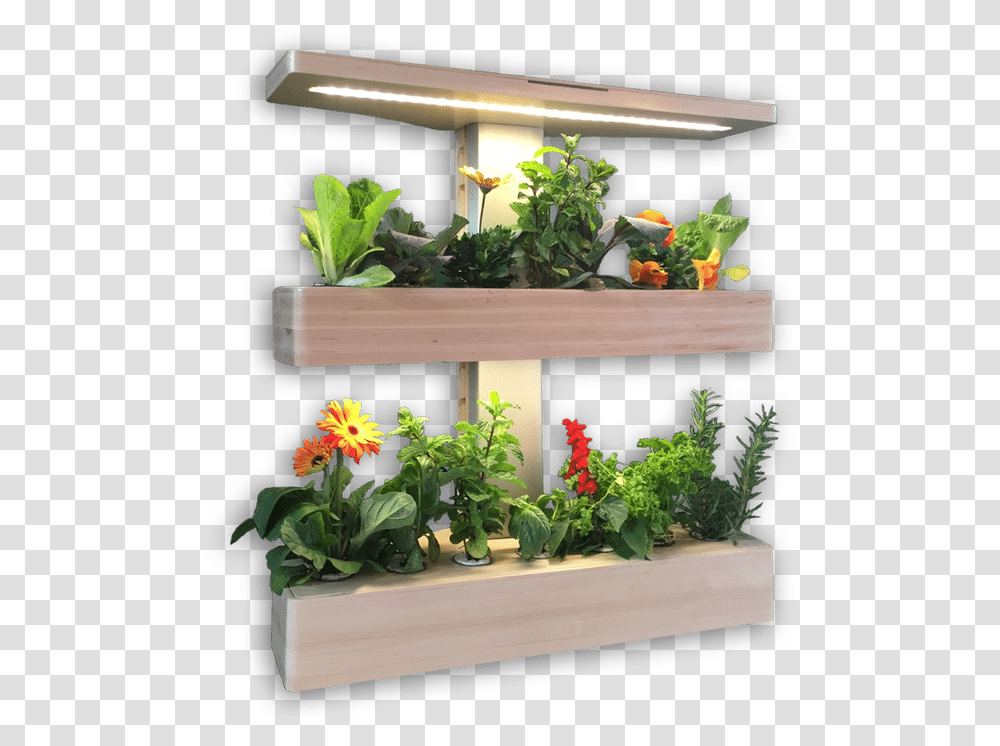 Edn Wallgarden Indoor Wall Garden With Grow Lights, Plant, Tabletop, Furniture, Flower Transparent Png