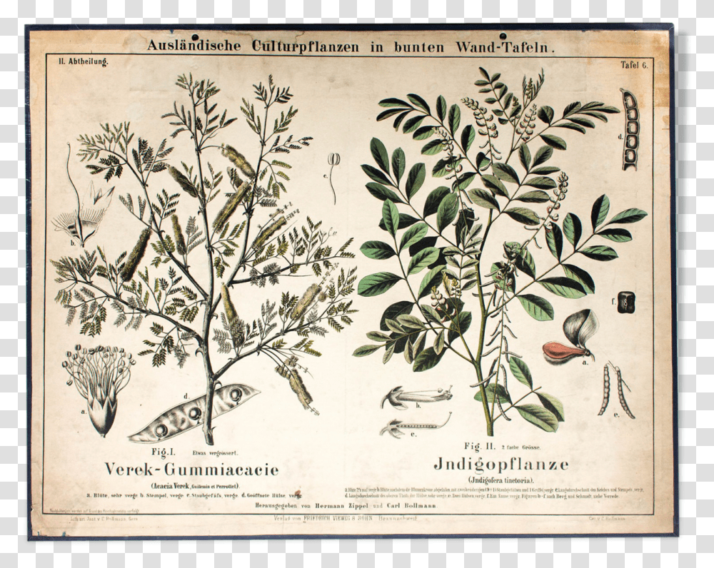 Educational Poster 1877 Indigo PlantSrc Https, Potted Plant, Vase, Jar, Pottery Transparent Png