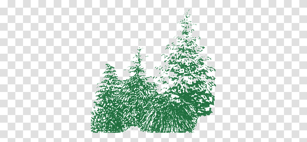 Edwin Smits Conifers Boreal Conifer, Tree, Plant, Christmas Tree, Ornament Transparent Png