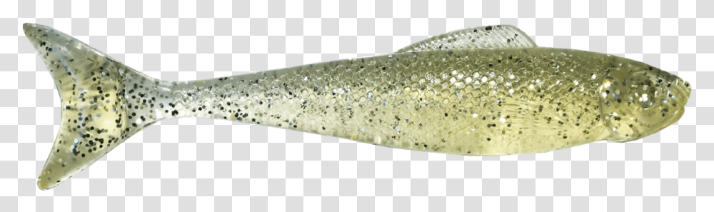 Eel, Fish, Animal, Trout Transparent Png